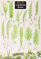 Key to Common Ferns