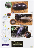 Woodlouse Name Trail