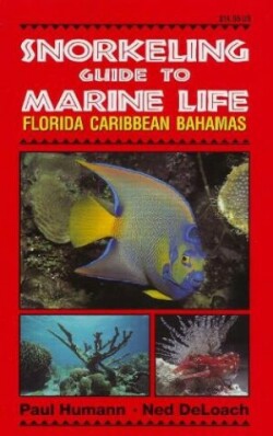 Snorkeling Guide to Marine Life