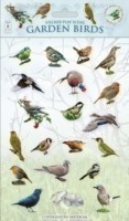 Garden Birds