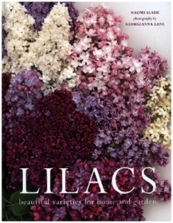 Lilacs