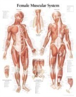 Muscular System with Female Figure Paper Poster