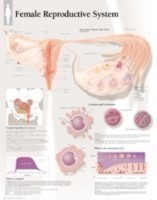Female Reproductive System Laminated Poster