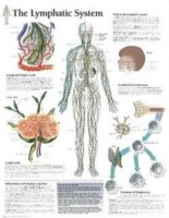 Lymphatic System Laminated Poster