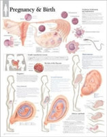 Pregnancy & Birth Paper Poster