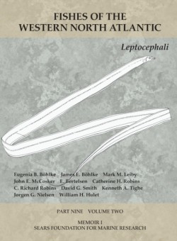 Leptocephali
