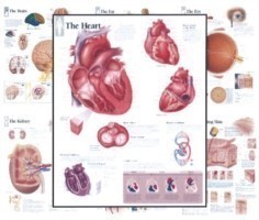Body Organ Wall Chart Set