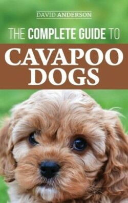 Complete Guide to Cavapoo Dogs