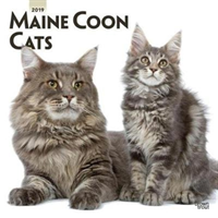 Maine Coon Cats 2019 Square Wall Calendar