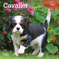 Cavalier King Charles Spaniel Puppies 2020 Mini Wall Calendar