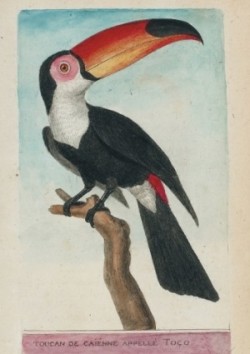 Carnet Blanc, Toucan, Dessin 18e Si�cle