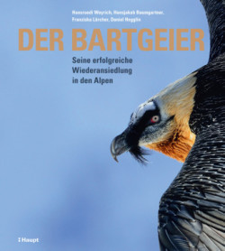 Der Bartgeier