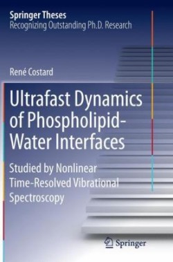 Ultrafast Dynamics of Phospholipid-Water Interfaces