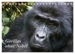 Gorillas ohne Nebel (Tischkalender 2024 DIN A5 quer), CALVENDO Monatskalender
