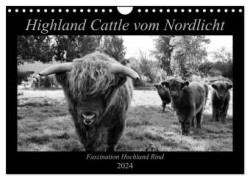 Highland Cattle vom Nordlicht - Faszination Hochland Rind (Wandkalender 2024 DIN A4 quer), CALVENDO Monatskalender