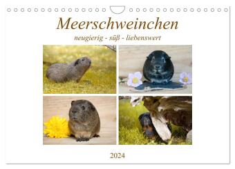 MEERSCHWEINCHEN neugierig - süß - liebenswert (Wandkalender 2024 DIN A4 quer), CALVENDO Monatskalender