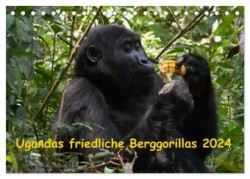 Ugandas friedliche Berggorillas (Tischkalender 2024 DIN A5 quer), CALVENDO Monatskalender