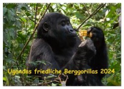 Ugandas friedliche Berggorillas (Wandkalender 2024 DIN A2 quer), CALVENDO Monatskalender