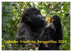 Ugandas friedliche Berggorillas (Wandkalender 2024 DIN A4 quer), CALVENDO Monatskalender