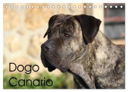 Dogo Canario (Tischkalender 2024 DIN A5 quer), CALVENDO Monatskalender