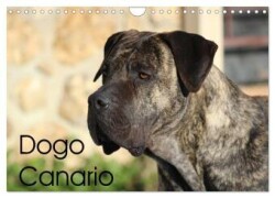 Dogo Canario (Wandkalender 2024 DIN A4 quer), CALVENDO Monatskalender
