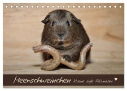 Meerschweinchen - Kleine süße Fellnasen (Tischkalender 2024 DIN A5 quer), CALVENDO Monatskalender