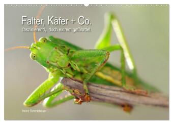 Falter, Käfer und Co.faszinierend, doch extrem gefährdet (Wandkalender 2024 DIN A2 quer), CALVENDO Monatskalender
