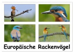 Europäische Rackenvögel (Wandkalender 2024 DIN A2 quer), CALVENDO Monatskalender