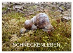 Schneckenleben (Wandkalender 2024 DIN A3 quer), CALVENDO Monatskalender