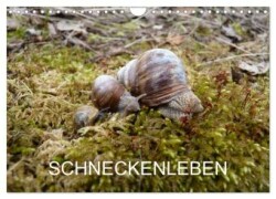 Schneckenleben (Wandkalender 2024 DIN A4 quer), CALVENDO Monatskalender