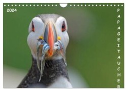 Papageitaucher (Wandkalender 2024 DIN A4 quer), CALVENDO Monatskalender
