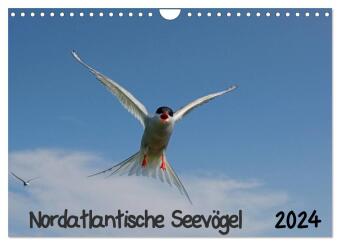 Nordatlantische Seevögel (Wandkalender 2024 DIN A4 quer), CALVENDO Monatskalender