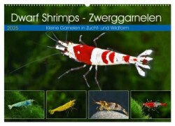 Dwarf Shrimps - Zwerggarnelen (Wandkalender 2025 DIN A2 quer), CALVENDO Monatskalender