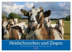 Heidschnucken und Ziegen die tierischen Landschaftspfleger der Lüneburger Heide (Wandkalender 2025 DIN A2 quer), CALVENDO Monatskalender