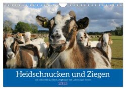 Heidschnucken und Ziegen die tierischen Landschaftspfleger der Lüneburger Heide (Wandkalender 2025 DIN A4 quer), CALVENDO Monatskalender