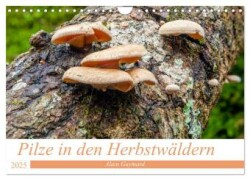 Pilze in den Herbstwäldern (Wandkalender 2025 DIN A4 quer), CALVENDO Monatskalender