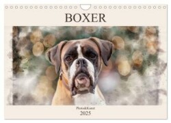 Boxer Photo&Kunst (Wandkalender 2025 DIN A4 quer), CALVENDO Monatskalender