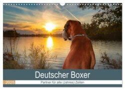 Deutscher Boxer (Wandkalender 2025 DIN A3 quer), CALVENDO Monatskalender