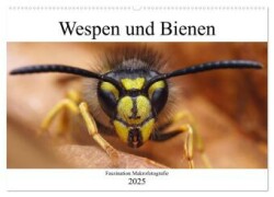 Faszination Makrofotografie: Wespen und Bienen (Wandkalender 2025 DIN A2 quer), CALVENDO Monatskalender