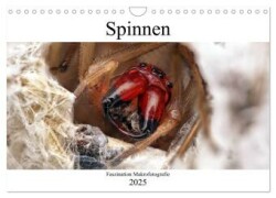 Faszination Makrofotografie: Spinnen (Wandkalender 2025 DIN A4 quer), CALVENDO Monatskalender