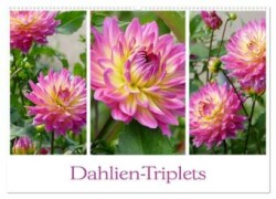 Dahlien-Triplets (Wandkalender 2025 DIN A2 quer), CALVENDO Monatskalender