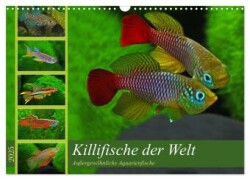 Bunte Fische der Welt - Killifische (Wandkalender 2025 DIN A3 quer), CALVENDO Monatskalender