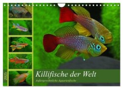 Bunte Fische der Welt - Killifische (Wandkalender 2025 DIN A4 quer), CALVENDO Monatskalender