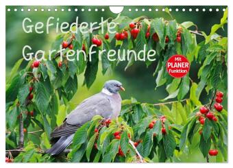 Gefiederte Gartenfreunde (Wandkalender 2025 DIN A4 quer), CALVENDO Monatskalender