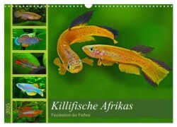 Killifische - Bunte Fische Afrikas (Wandkalender 2025 DIN A3 quer), CALVENDO Monatskalender