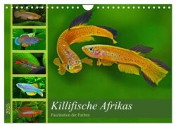 Killifische - Bunte Fische Afrikas (Wandkalender 2025 DIN A4 quer), CALVENDO Monatskalender