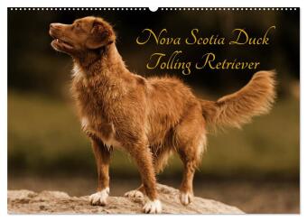 Nova Scotia Duck Tolling Retriever (Wandkalender 2025 DIN A2 quer), CALVENDO Monatskalender