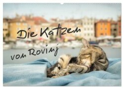 Die Katzen von Rovinj (Wandkalender 2025 DIN A2 quer), CALVENDO Monatskalender