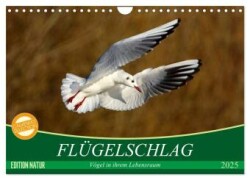 Flügelschlag - Vögel in ihrem natürlichen Lebensraum (Wandkalender 2025 DIN A4 quer), CALVENDO Monatskalender