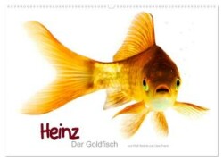 Heinz - Der Goldfisch (Wandkalender 2025 DIN A2 quer), CALVENDO Monatskalender